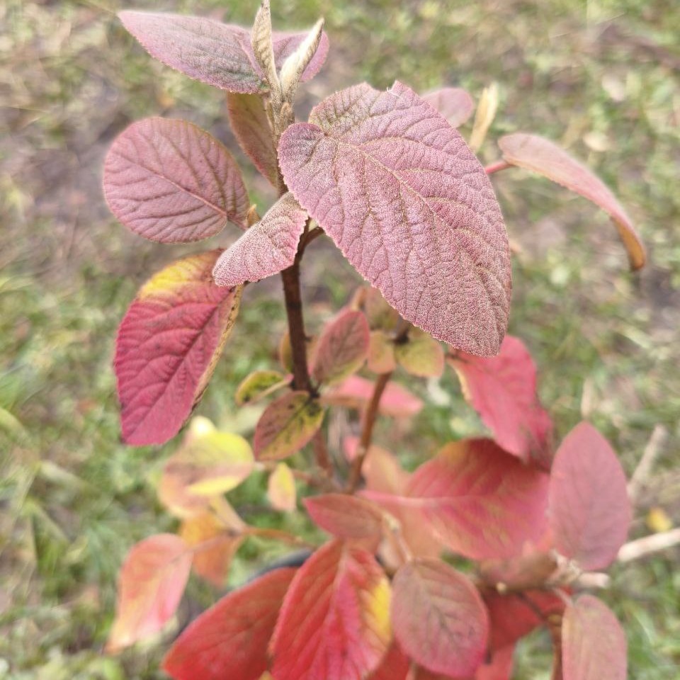 Когда ноябрь нам улыбается 